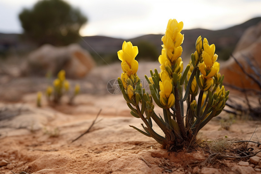 黄色花卉在沙漠中图片