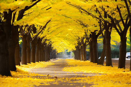 街道上的黄叶和银杏树图片
