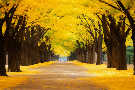 落叶道路秋日银杏的美丽背景