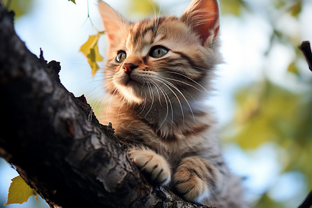 小猫咪坐在树枝上背景图片