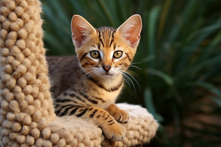 猫爬架上的可爱小猫宠物高清图片素材