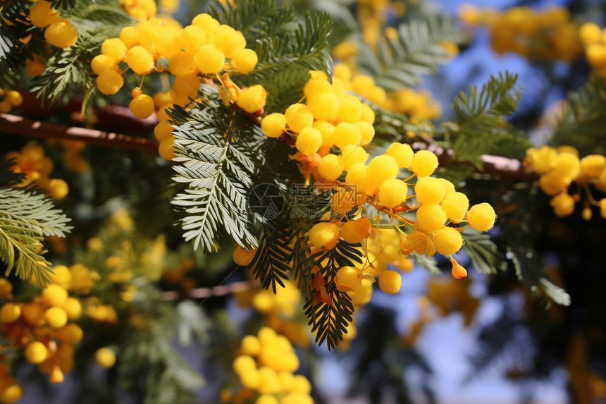 黄色花朵点缀的树枝图片