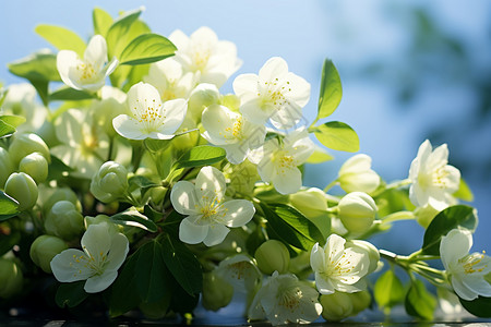 清新春日白花绿叶图片