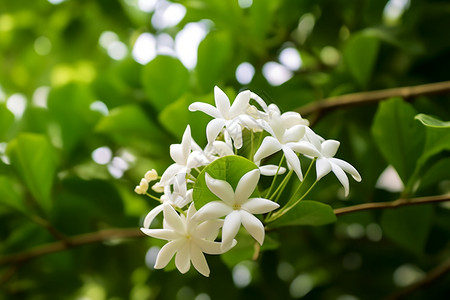 清新夏日花园中的百花盛开图片