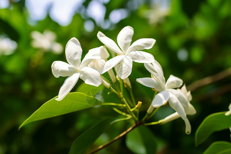 茉莉花的美背景图片