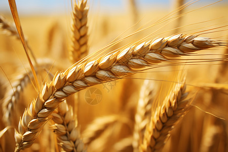 农场收割麦田里弯曲的小麦背景