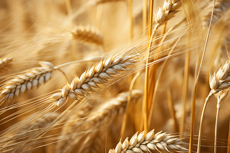 金黄的小麦地高清图片
