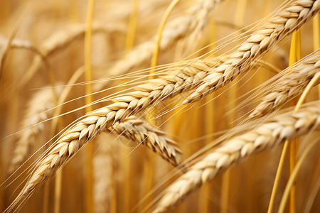 成熟的小麦穗背景图片