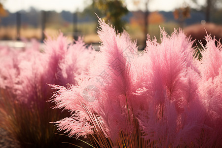 粉色花束绽放在草原上图片