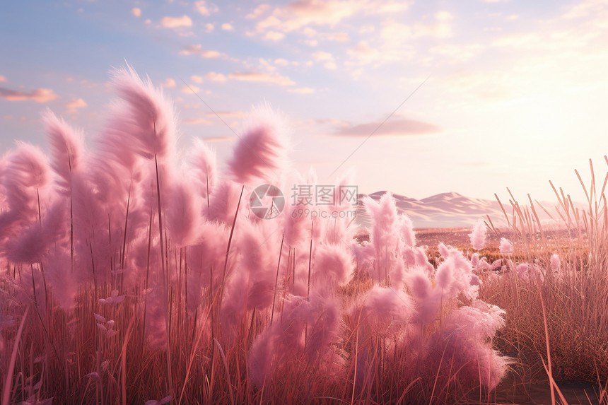 盛开的粉色花田图片