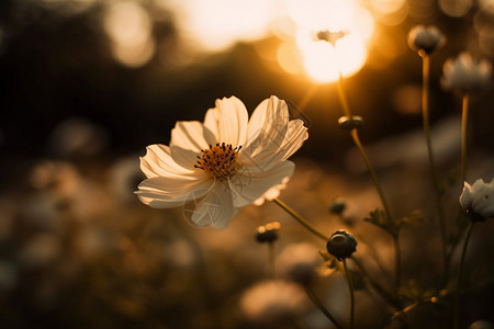 夕阳里的花朵图片