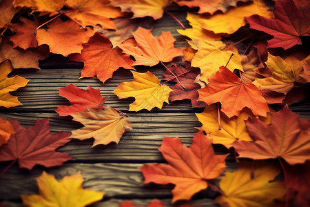 木质背景的一堆红黄秋叶高清图片