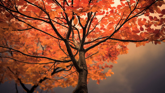 秋天里的树背景