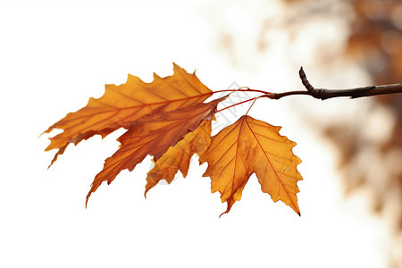 秋叶孤枝红色的秋叶高清图片
