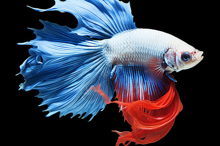 红蓝相间的暹罗鱼背景图片