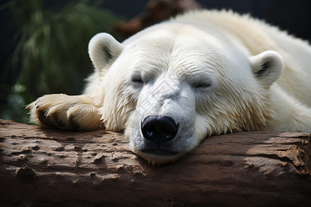 疲倦的北极熊图片