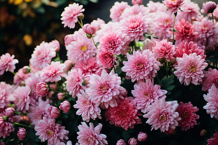 绽放的的粉红色菊花图片