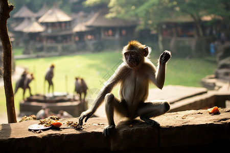 猴子吃东西吃东西的猴子背景