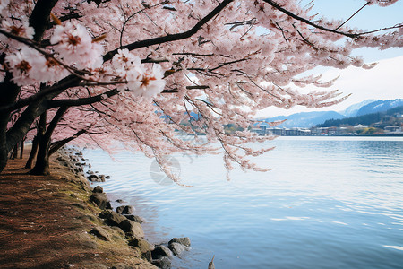 樱花海洋山水胜景背景