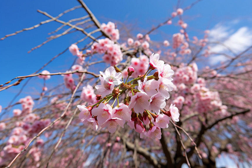 春日美丽的梅花图片