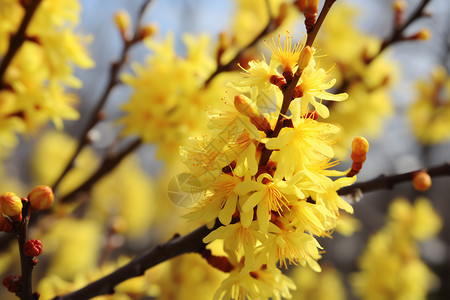 树上盛开的黄花花园高清图片素材