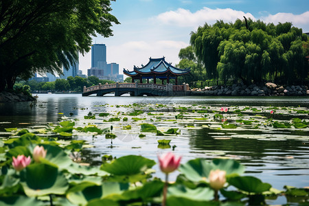 荷花池边莲池边小桥背景