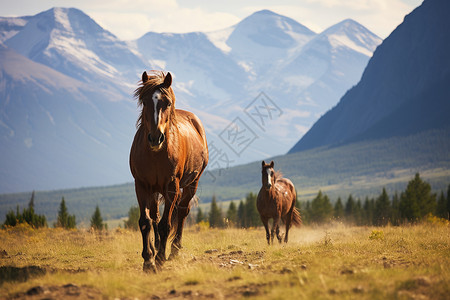草地上奔跑的马匹高清图片