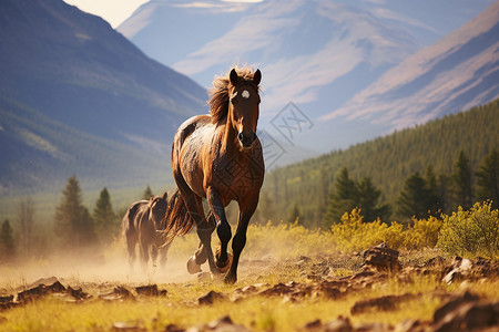 奔跑在草原上的马匹高清图片