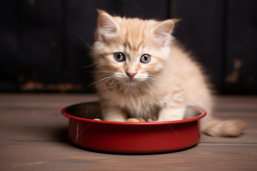 猫粮盆中活泼的小猫图片