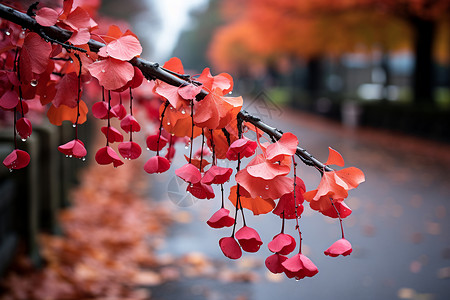 秋季银杏树的美丽景观图片