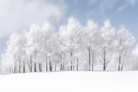 寒冷冬日白雪皑皑的森林景观图片