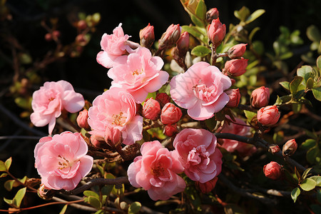 花园里的粉色花簇花朵高清图片素材