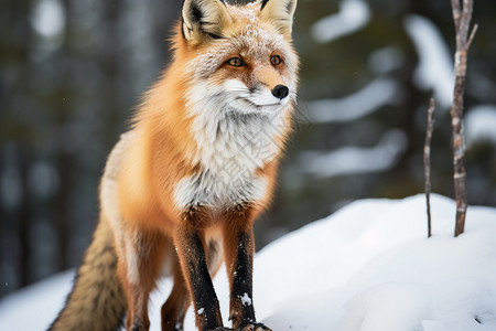 枫林中的红狐图片