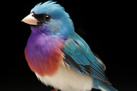 彩虹下的绝美鸟儿背景图片