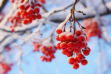 红色雪花冬季里成熟的果实背景