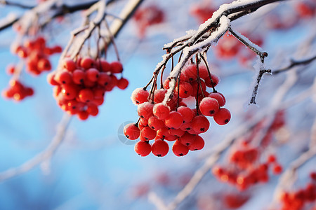 雪果实树枝上的果实背景