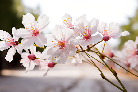 鲜花盛放的季节图片