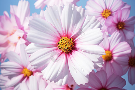粉白花朵图片