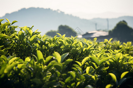 远山和近处茶田图片