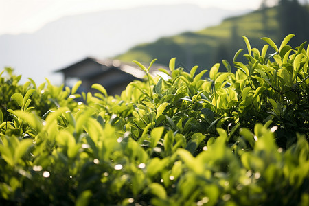 祭田上小伙山坡上的茶田背景