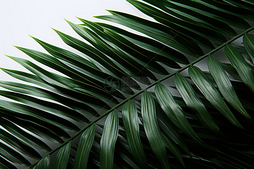 极简主义的棕榈叶背景图片