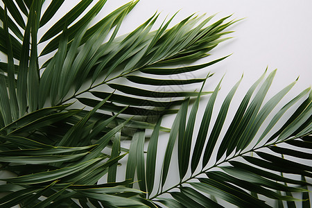 生机勃勃的绿色棕榈叶图片