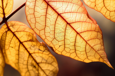 两片树叶色彩鲜艳的秋日落叶背景