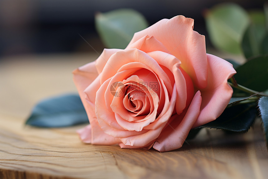 盛开的玫瑰花躺在桌上图片