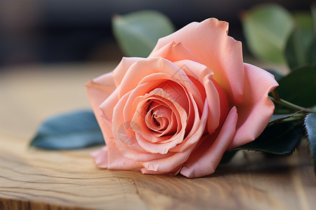 盛开的玫瑰花躺在桌上背景图片