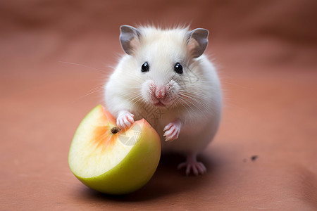 仓鼠抱着苹果高清图片