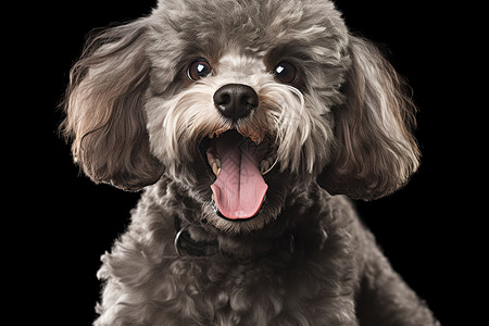 黑色贵宾犬伸舌头微笑图片