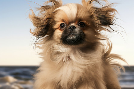 被风吹动毛发的小狗背景图片