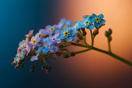 娇艳粉色昙花一枝娇艳的鲜花背景