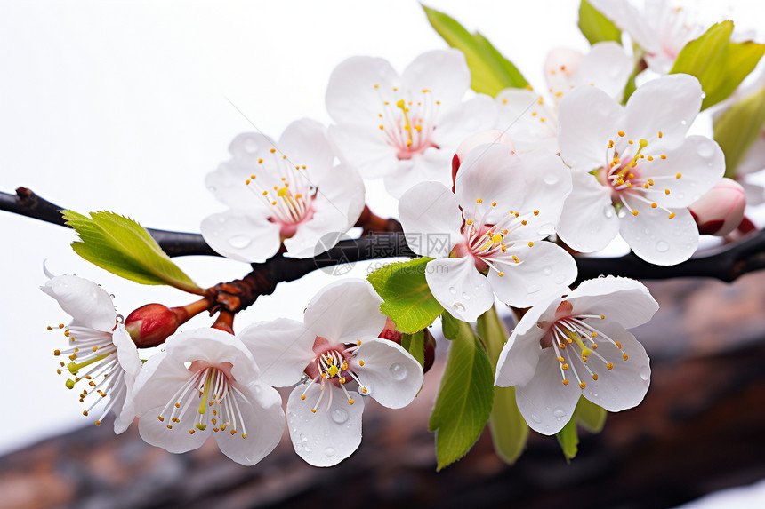 花园中美丽的樱花花朵图片